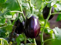 Aubergines - Au Panier Gourmand