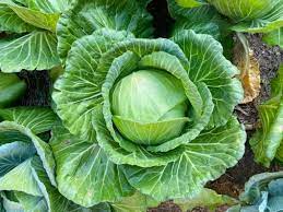 Chou vert - Au Panier Gourmand