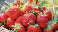 Fraises