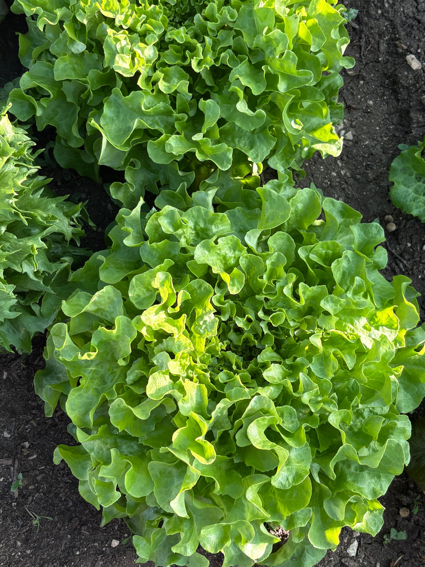 Salade