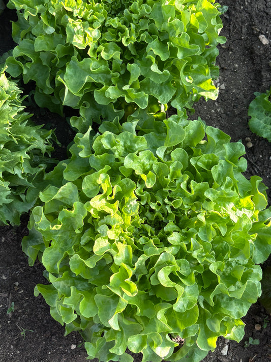 Salade
