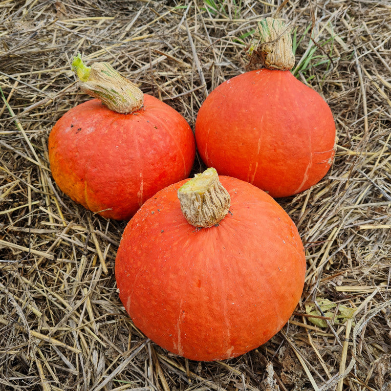Courge d'hiver ( potimarron)